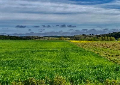 Campo