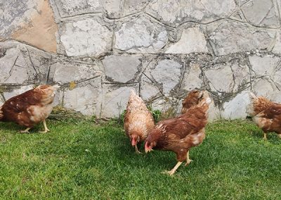 Gallinas casa rural Costalago