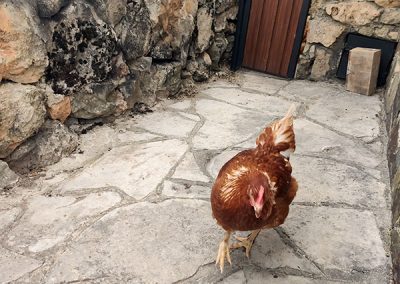 Gallina casa rural Costalago