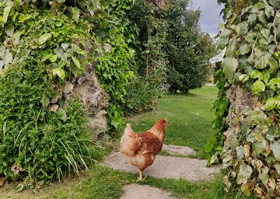 Gallinero y gallinas