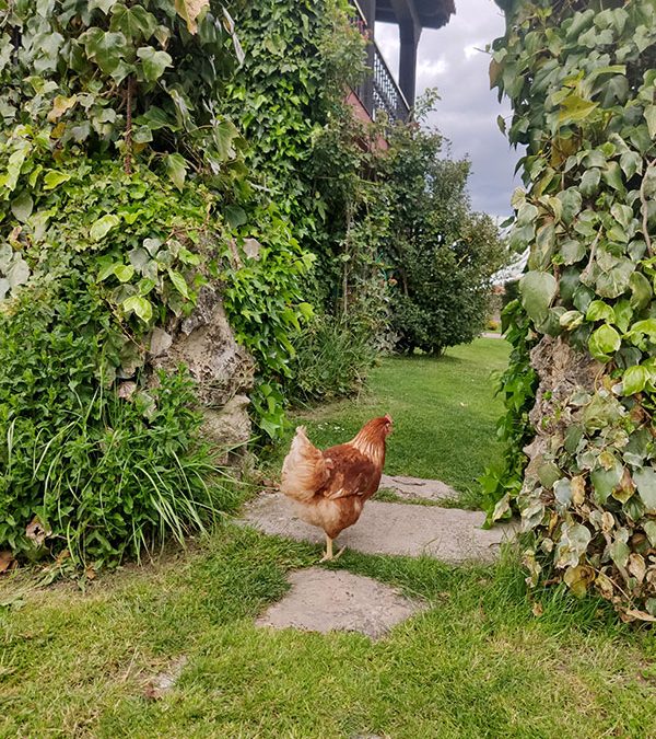 Gallinero y gallinas