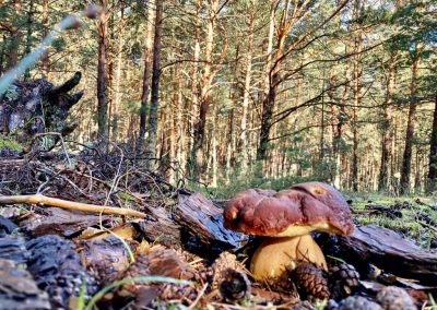 Boletus