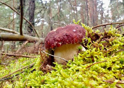 Boletus