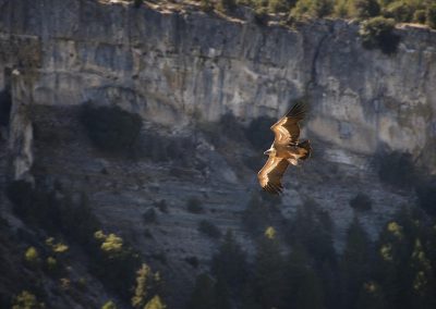 Buitre Cañón del Río Lobos